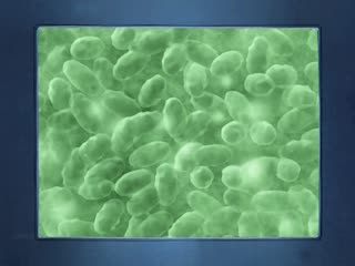 (18禁アニメ) (無修正) 女狼狂濡 妄獣篇 (DVD 960x720 x264 AAC) (18禁アニメ) (無修正) 女狼狂濡 妄獣篇 (DVD 960x720 x264 AAC)